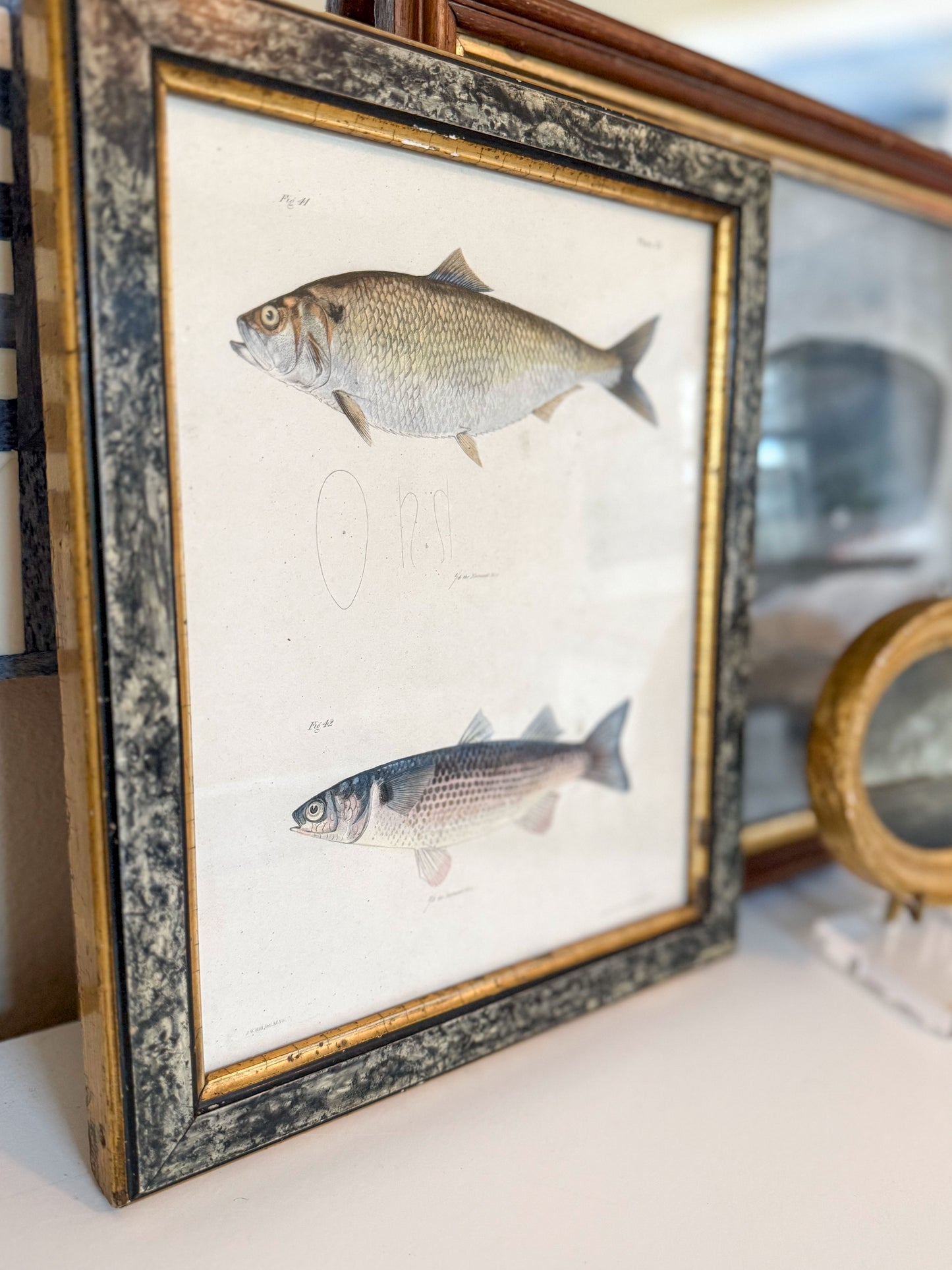 Original 19th century fish engraving