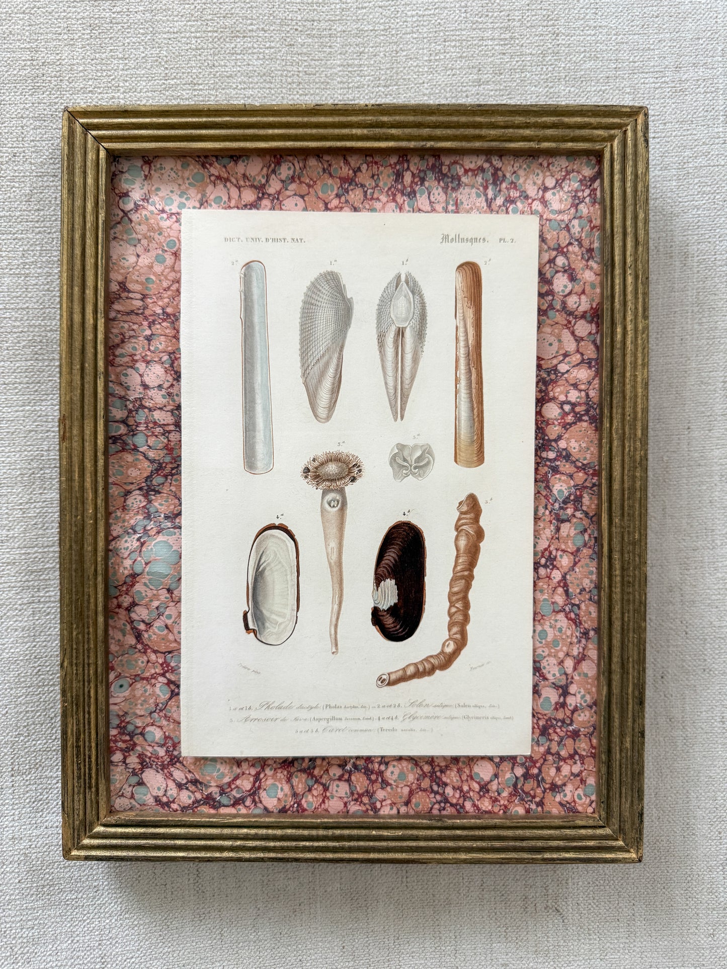 Antique shell print