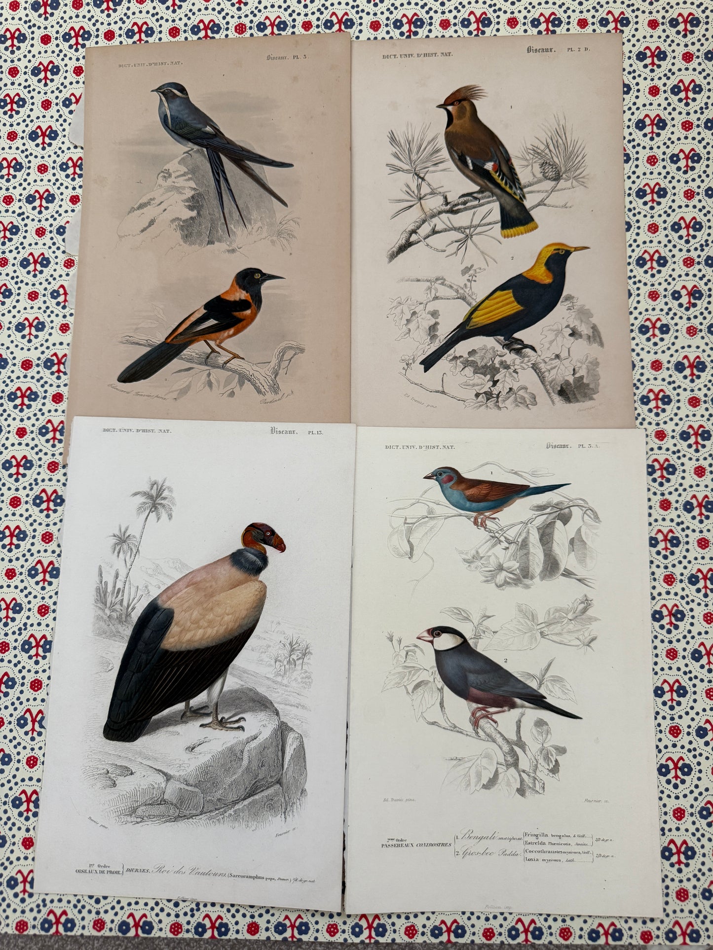 set of antique bird prints