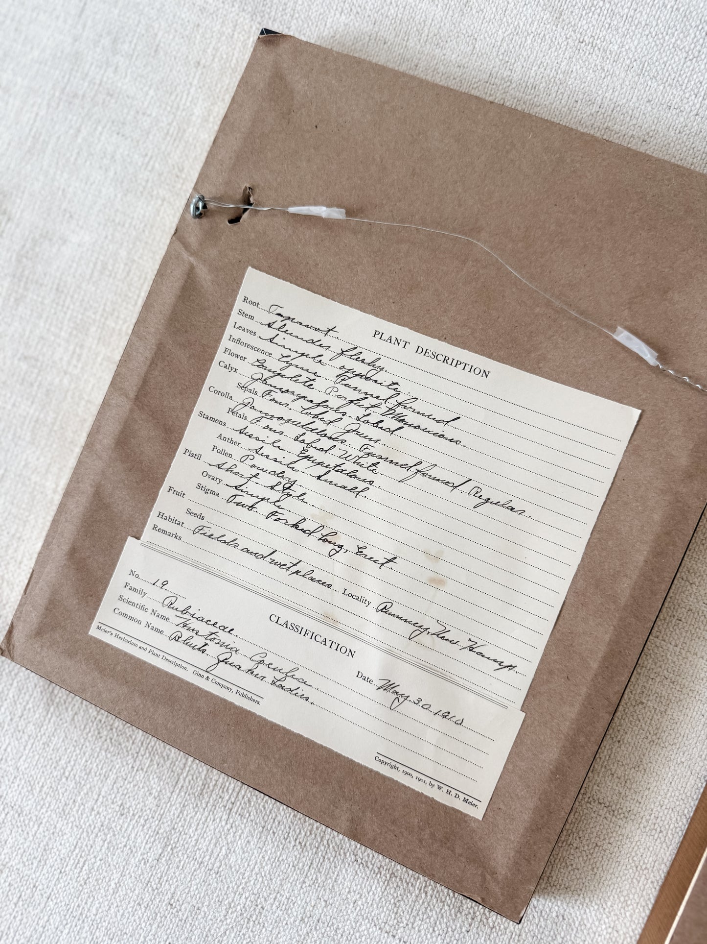 Antique pressed botanicals