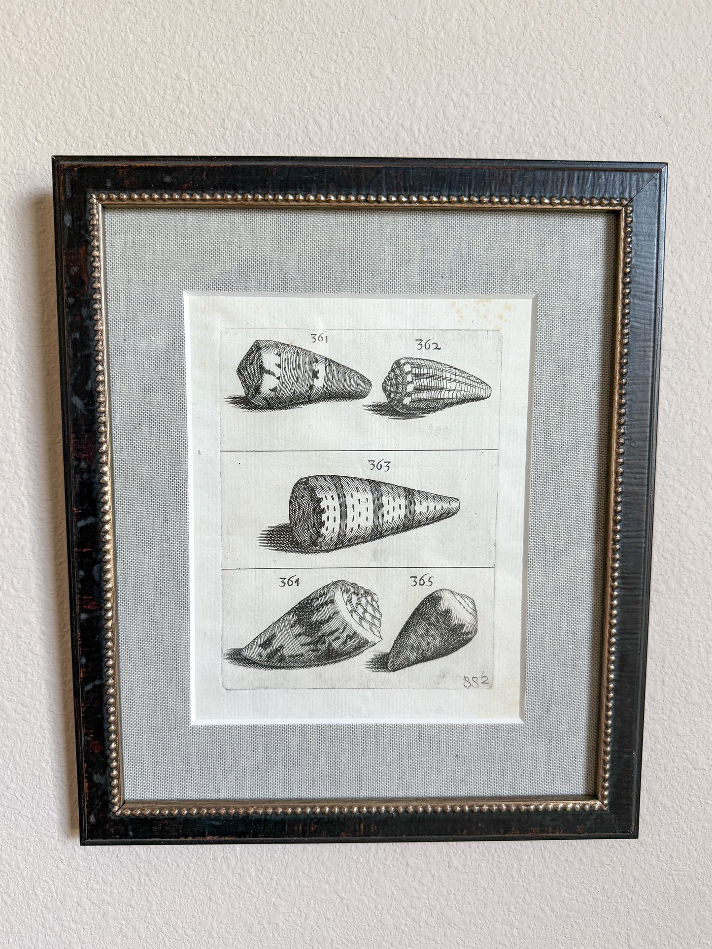 18th century shell engraving