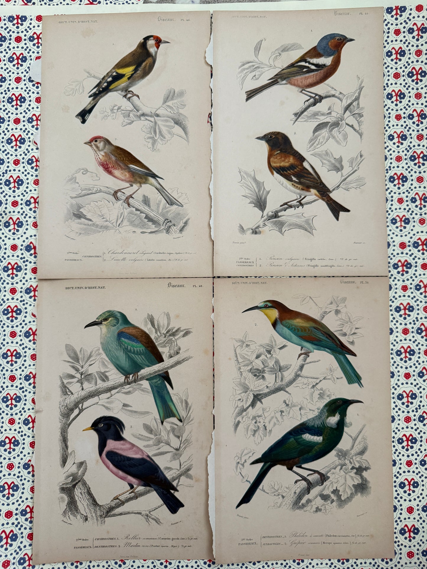 Set of antique bird prints