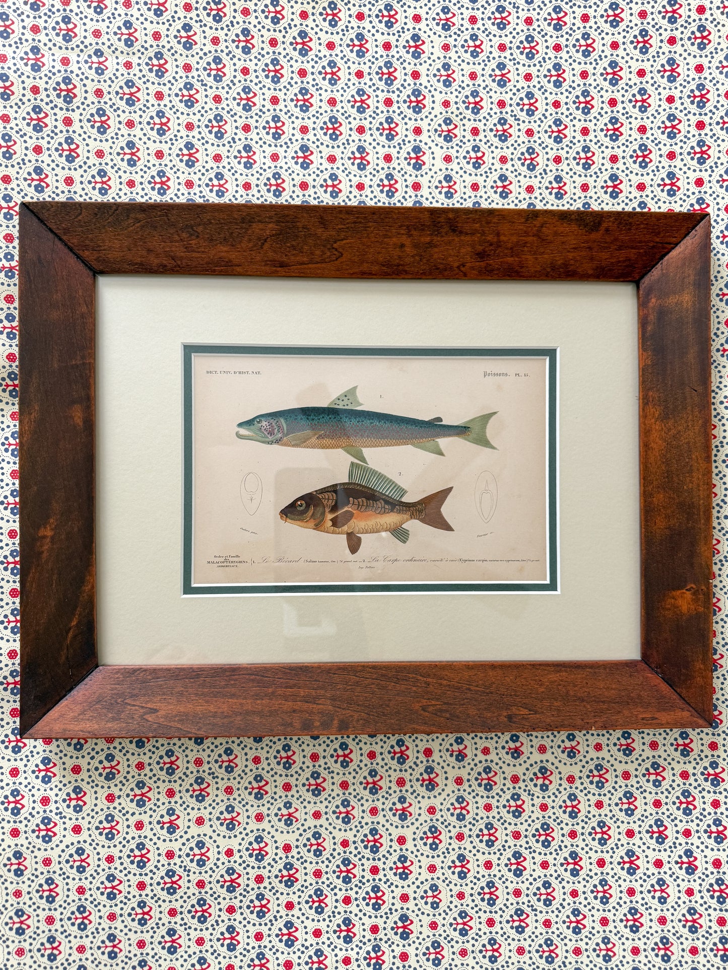 Antique fish engraving