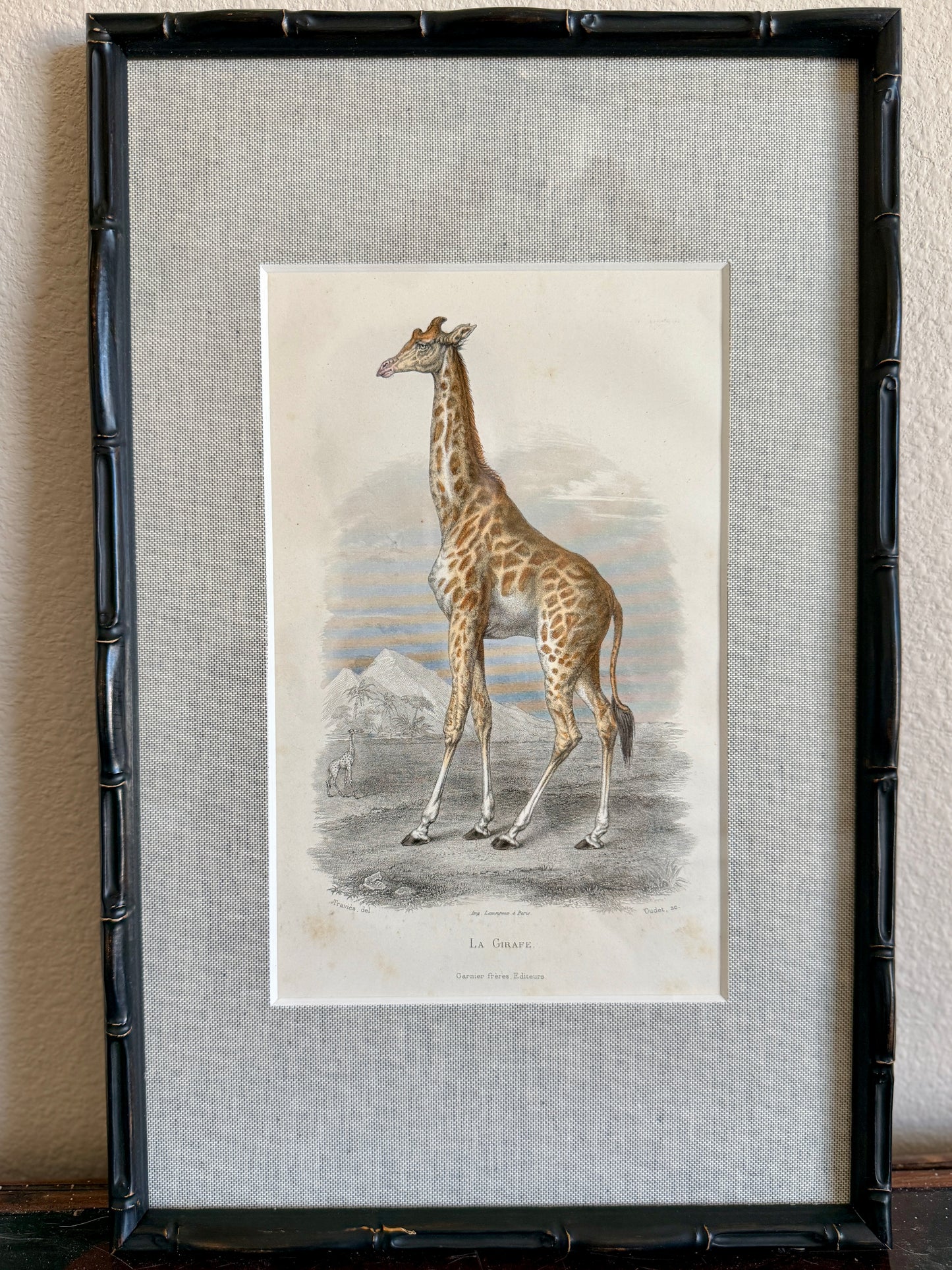 19th century giraffe engraving