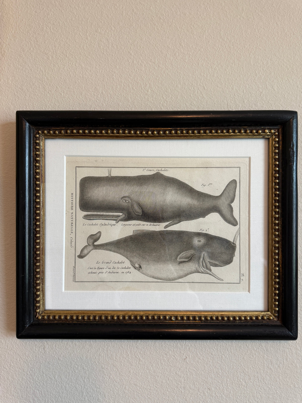 18th century whale engraving