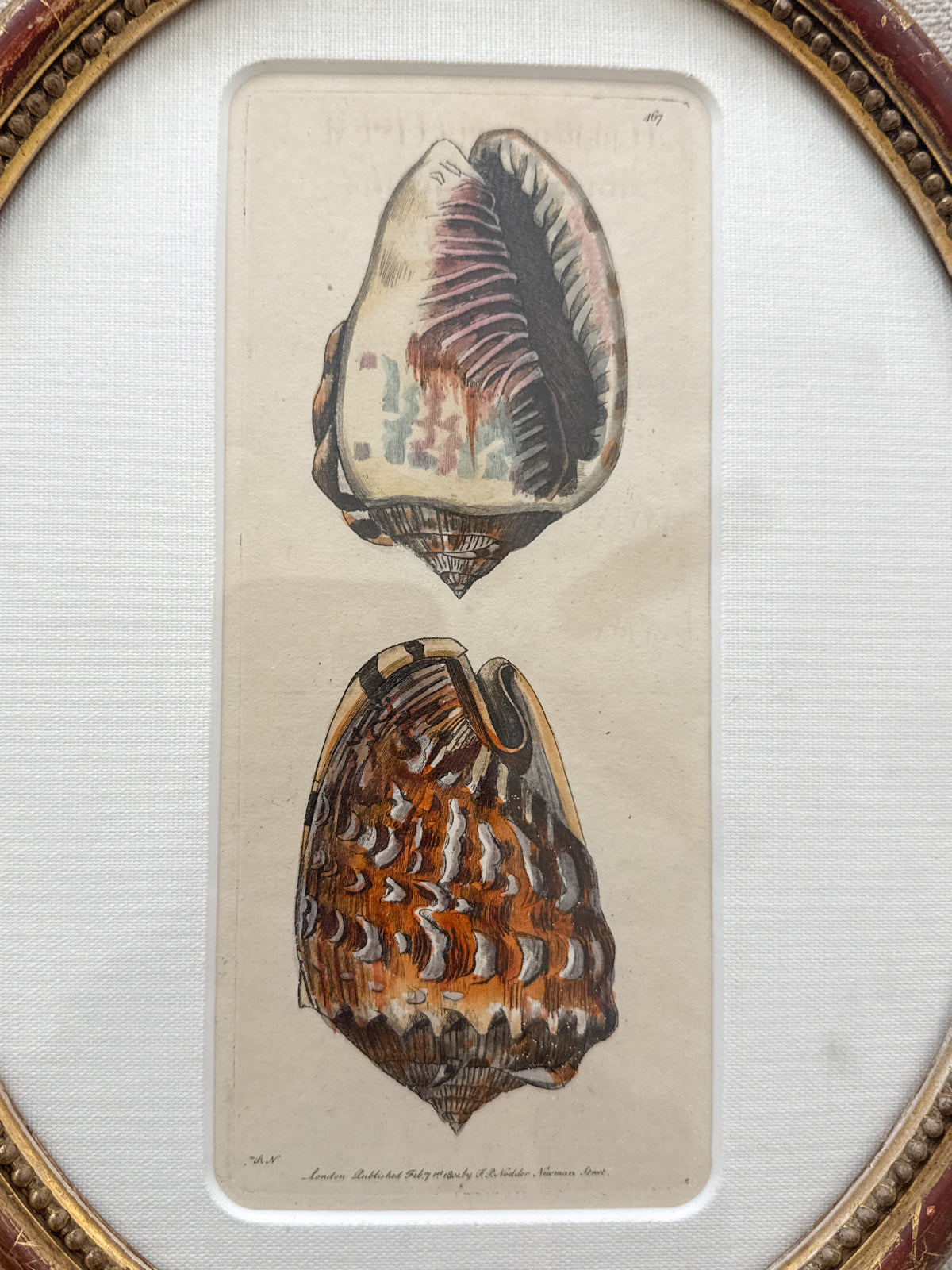 Rare antique King Helmut shell engraving