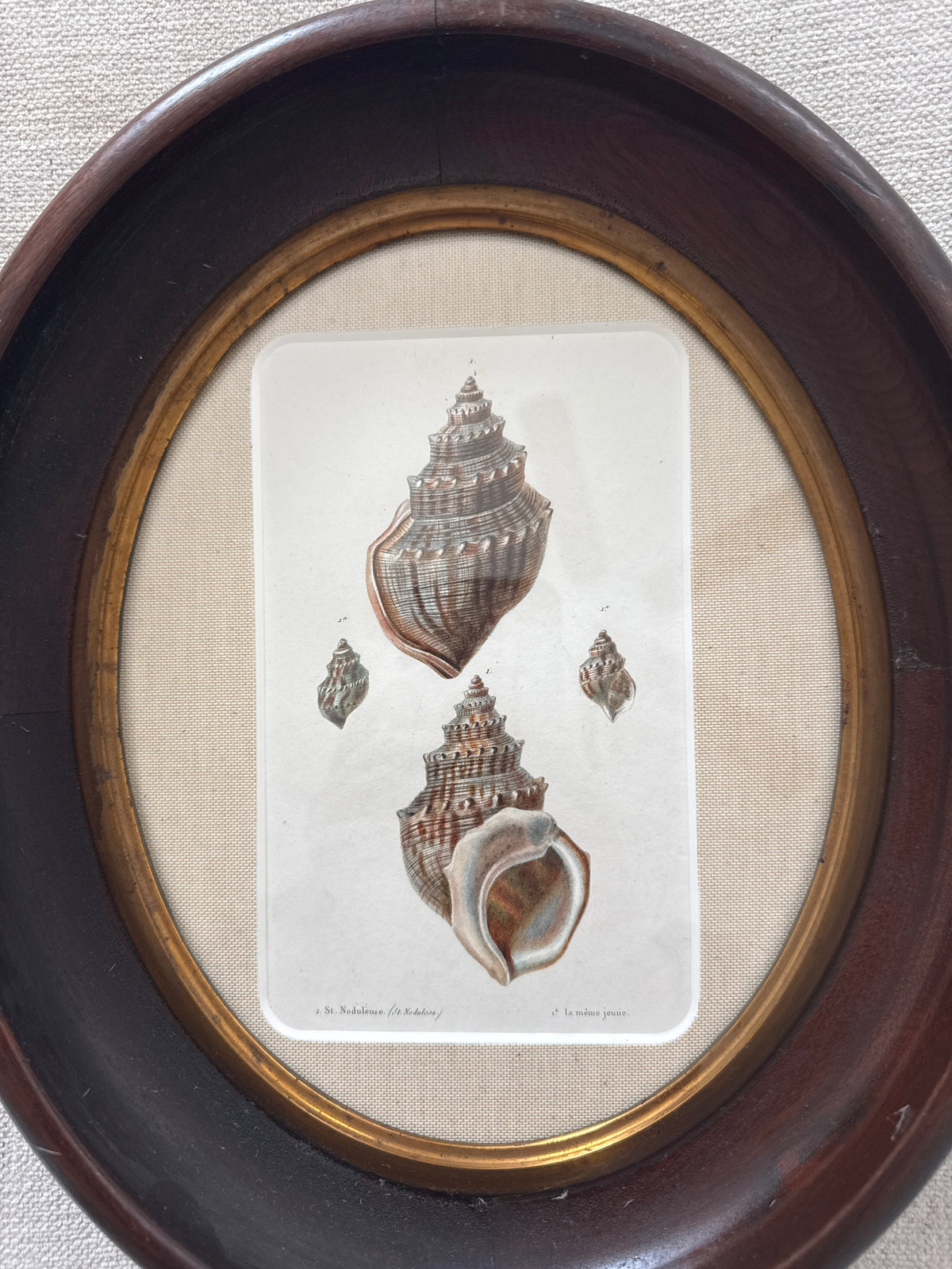 19th century shell engraving