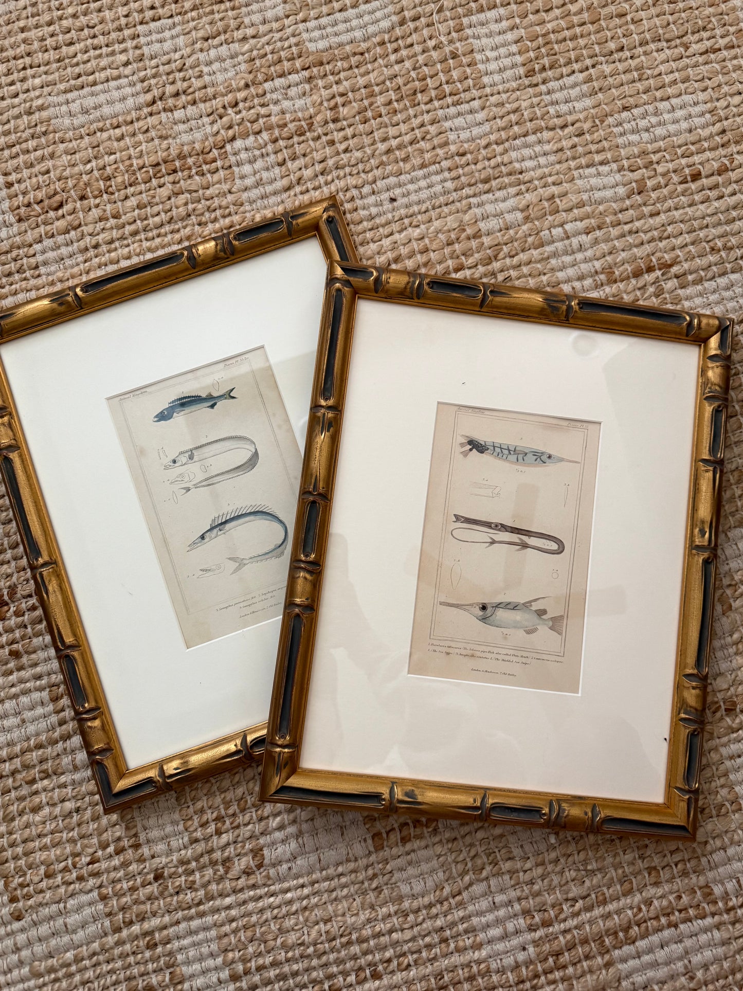Antique fish engravings