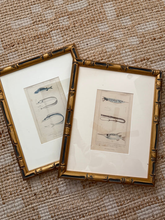 Antique fish engravings