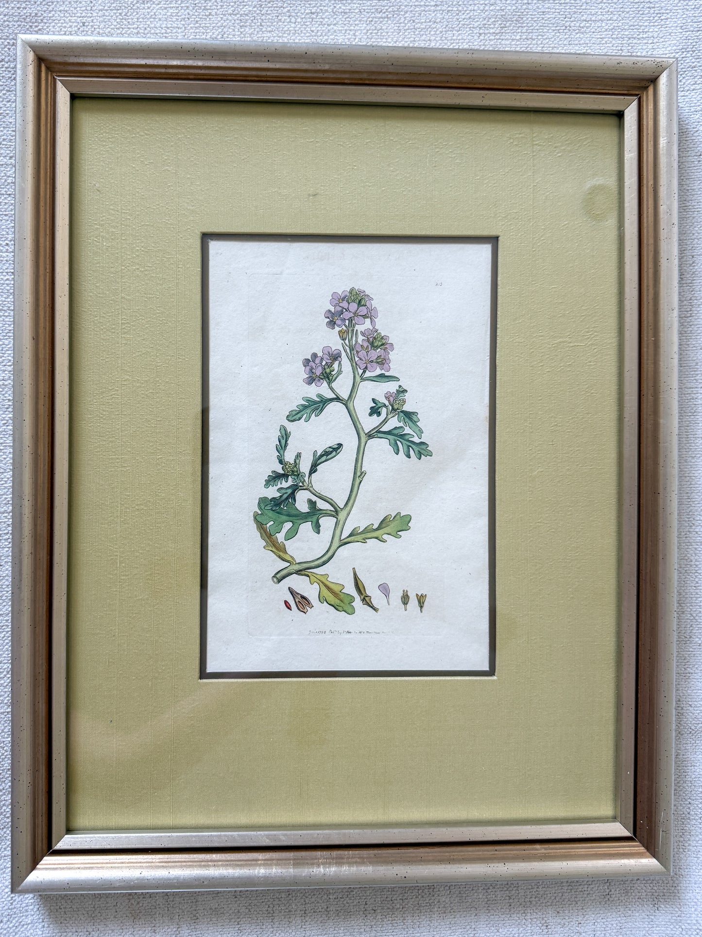 18th c. botanical engraving