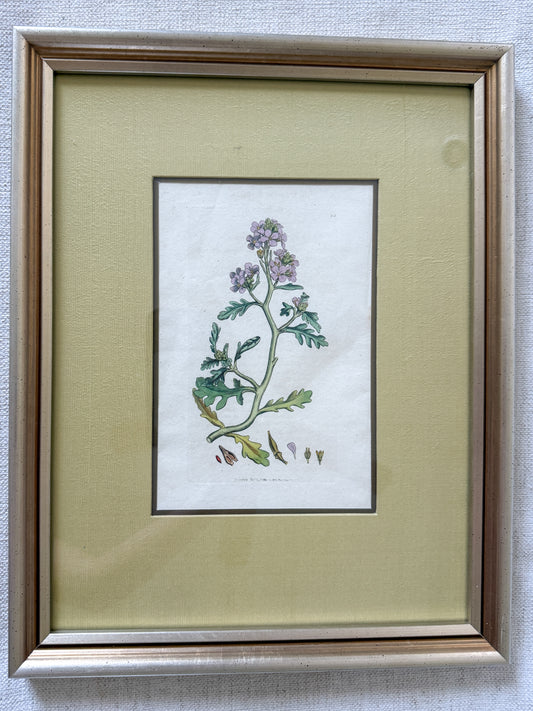 18th c. botanical engraving