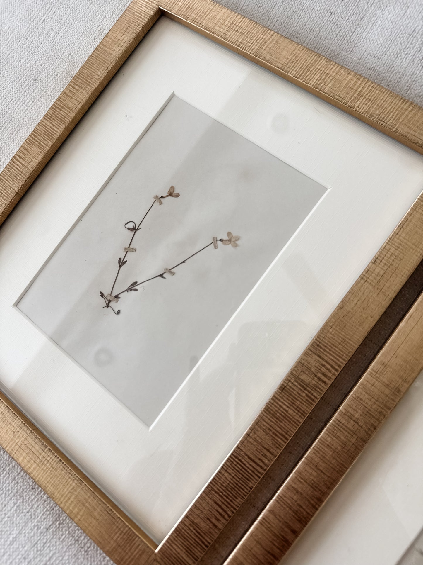 Antique pressed botanicals