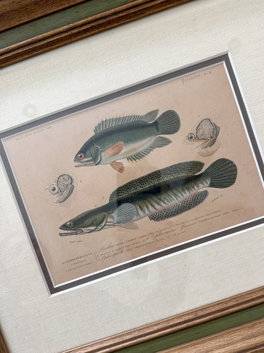 Antique fish engraving