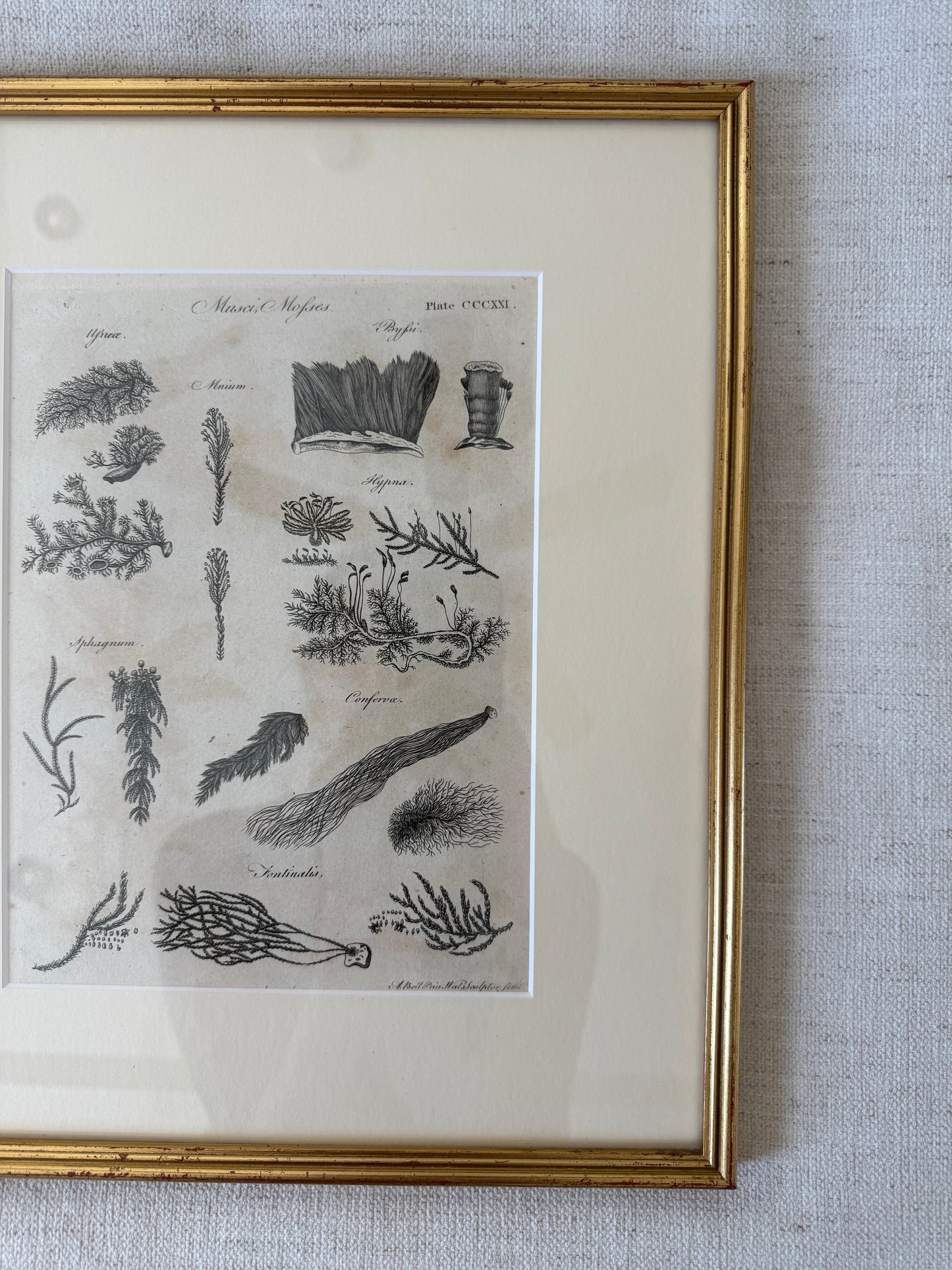 19th c seaweed engraving