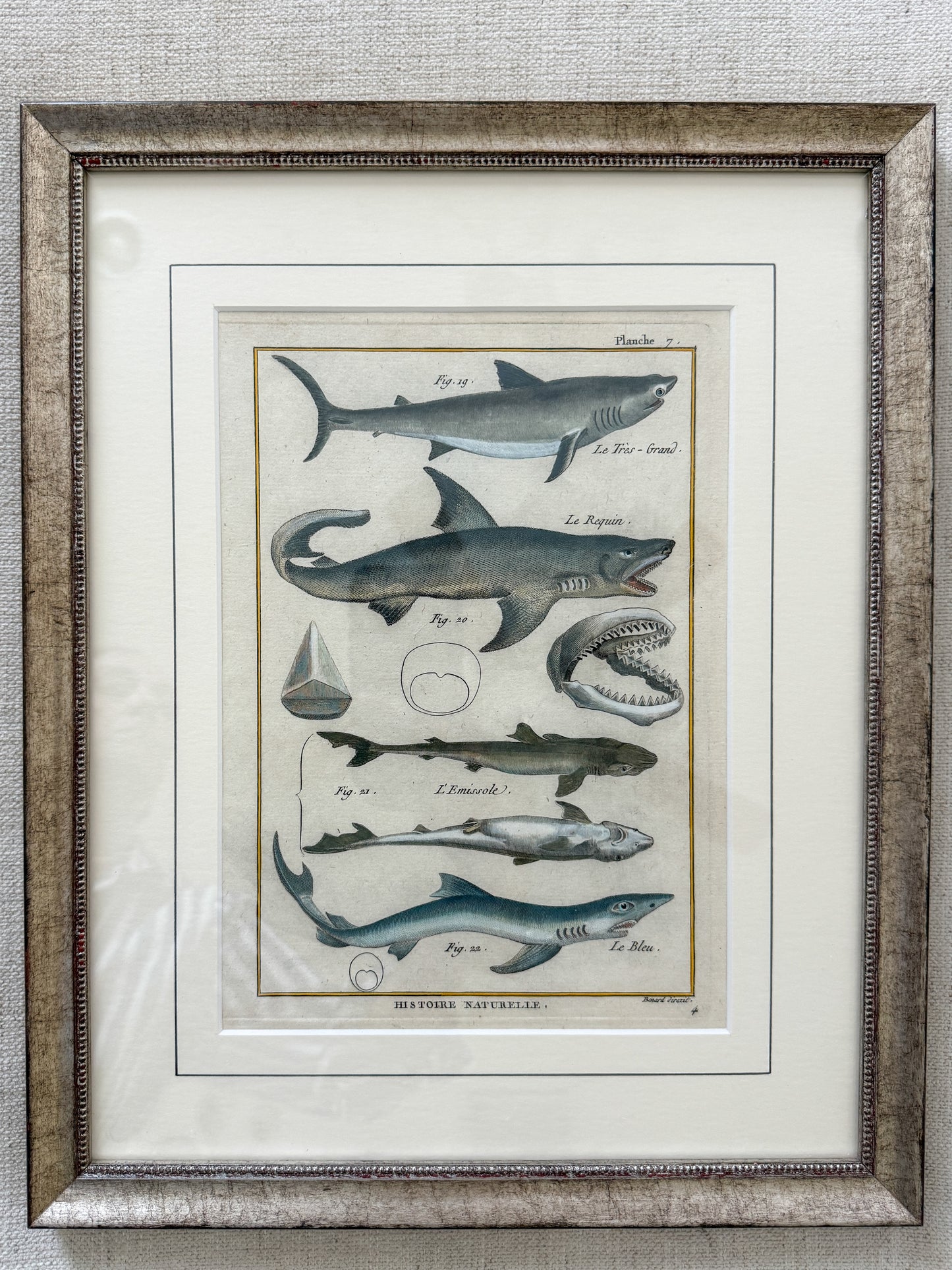 18th century shark engravings