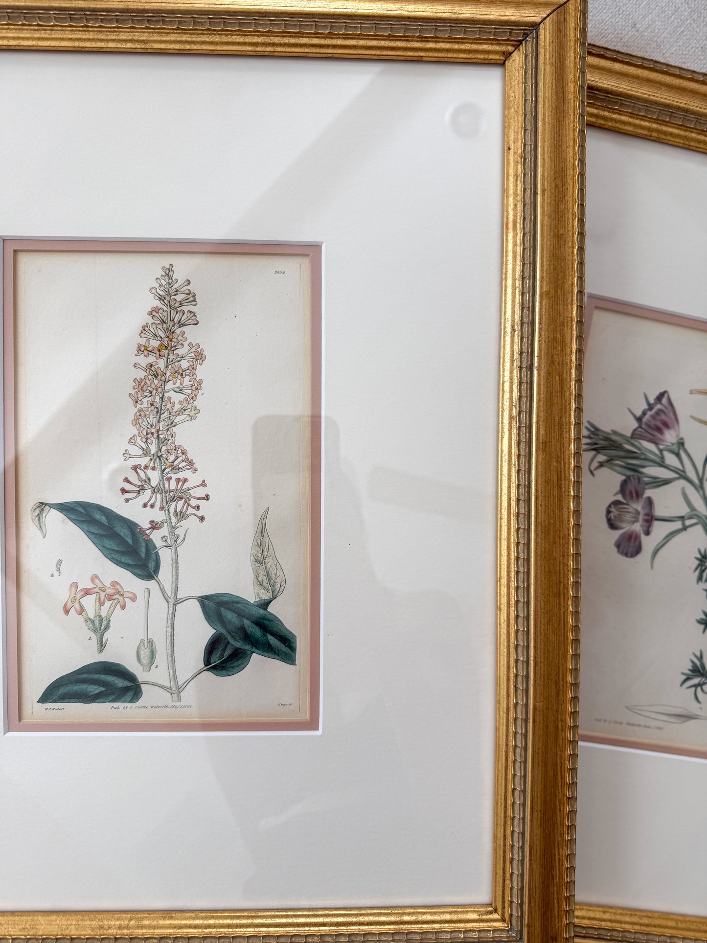 19th c. antique botanicals