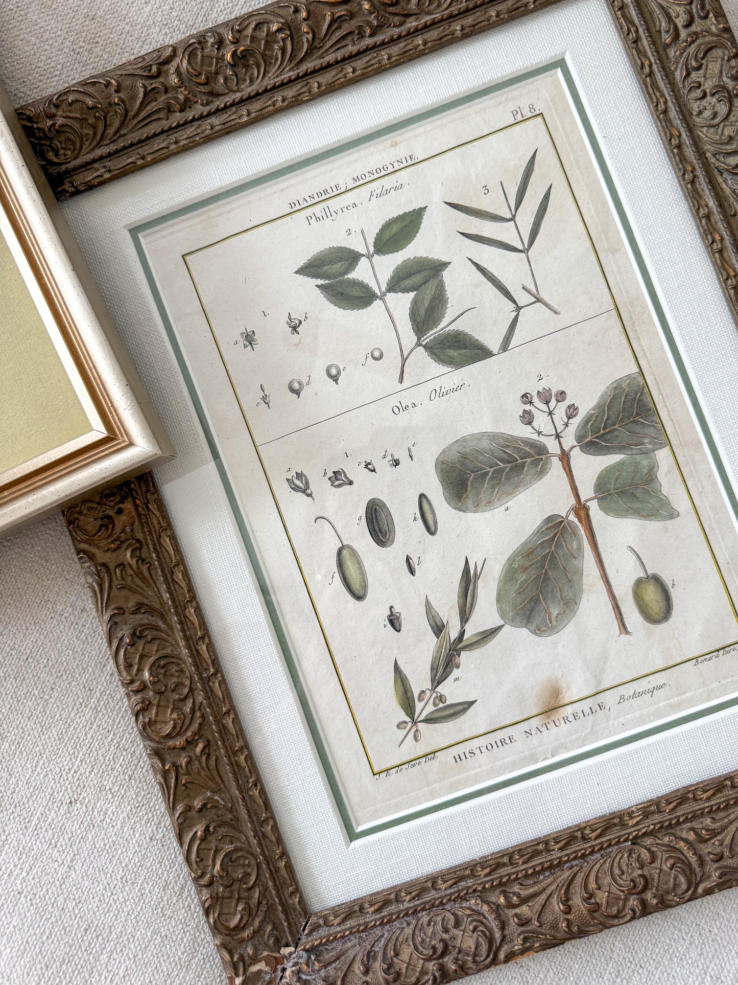 18th c. botanical engraving print