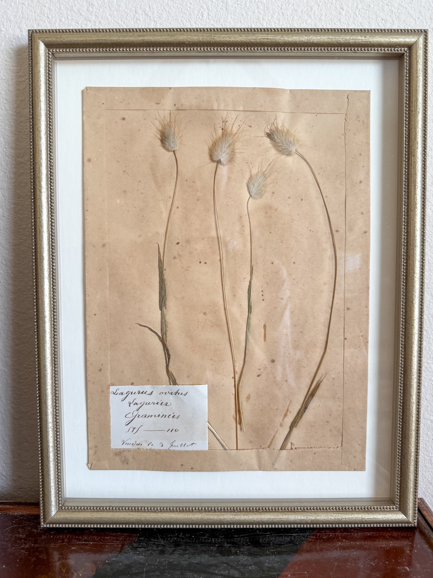 Antique French herbarium trio