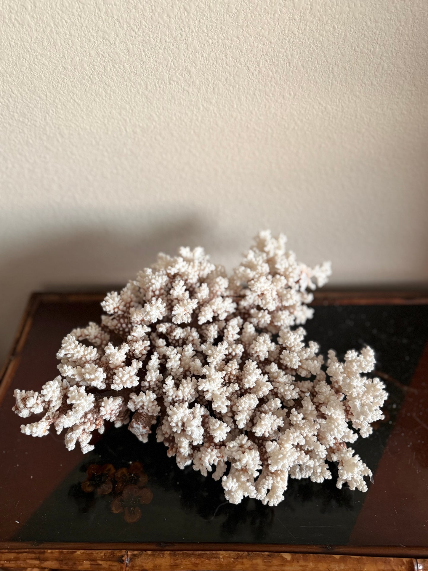 Brownstem coral