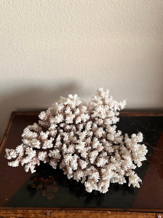 Brownstem coral