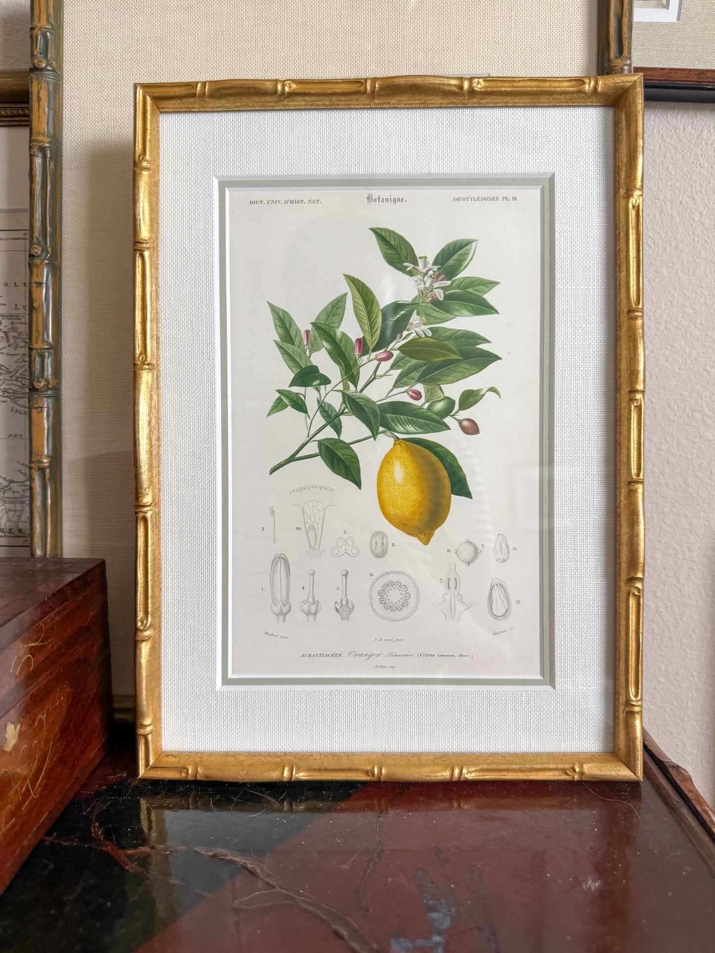 Antique lemon engraving