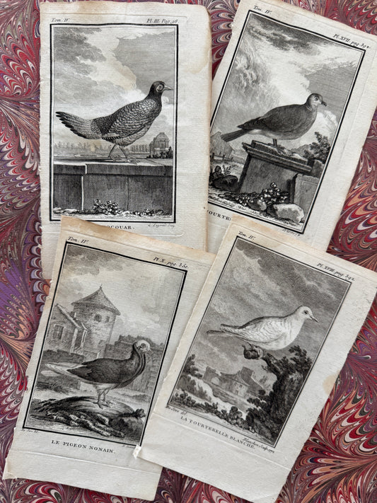 18th century Buffon engraving set