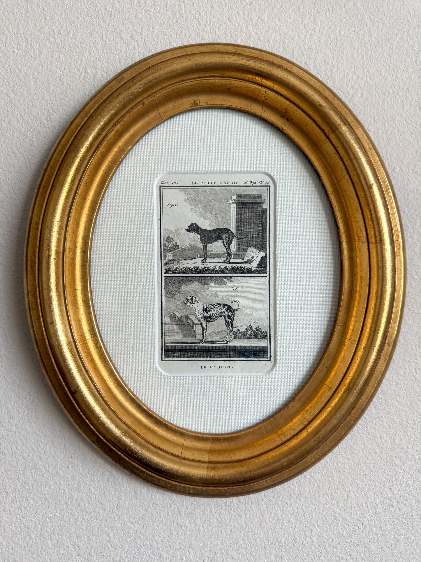 18th century antique dog engraving
