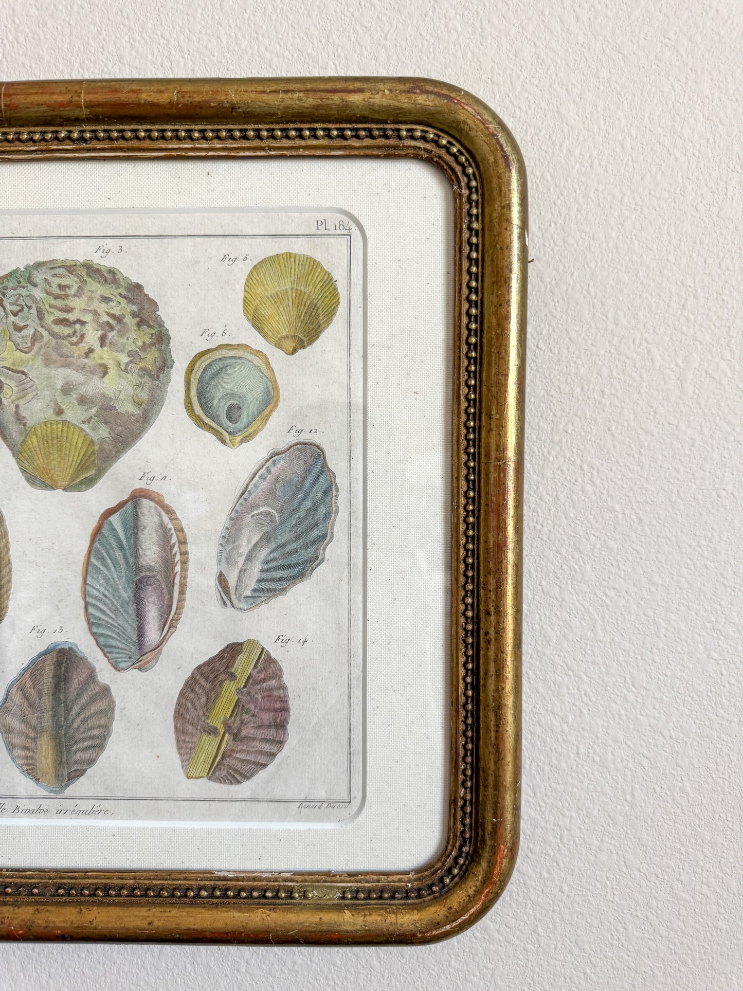 18th century shell engraving
