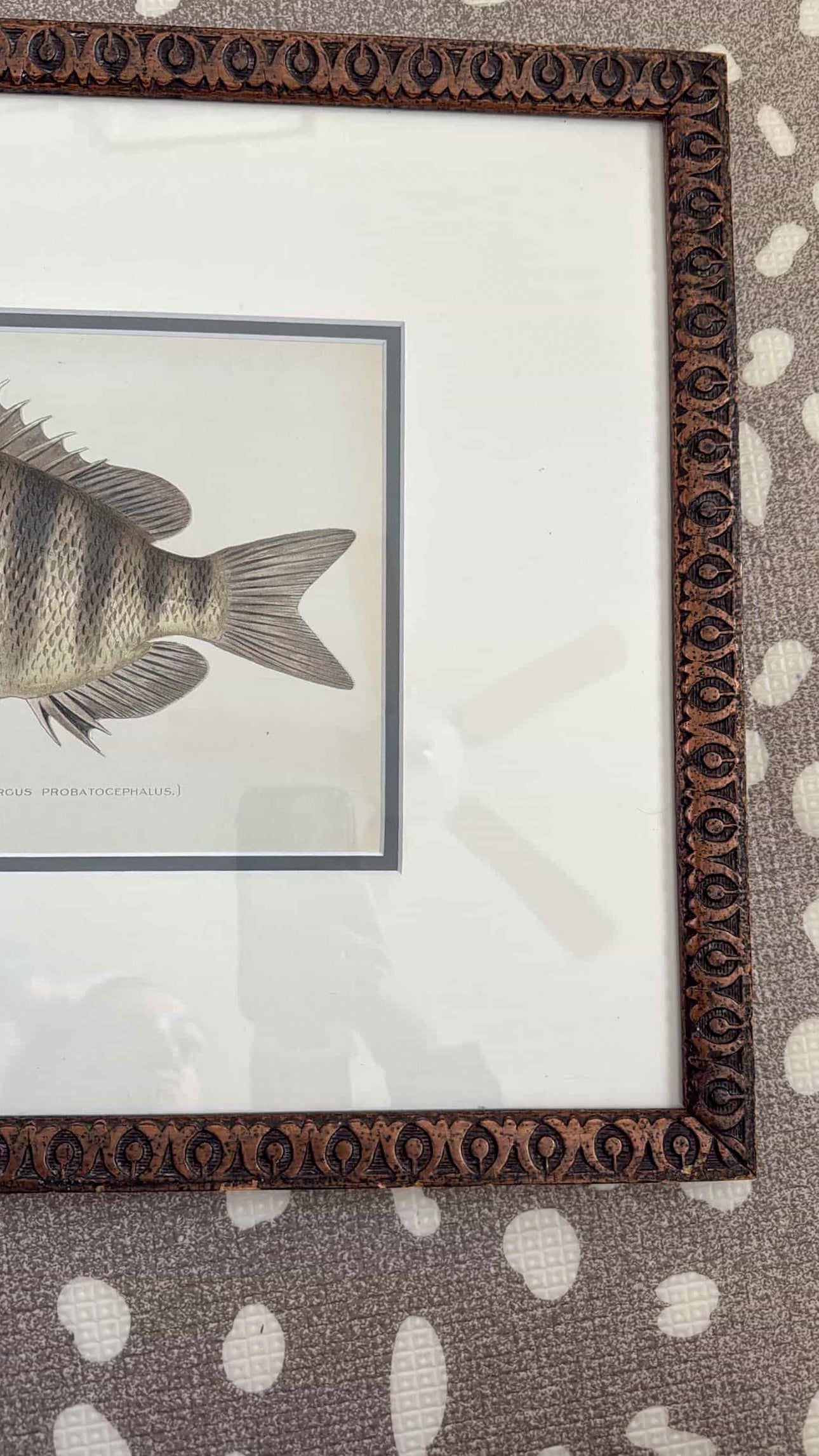 Antique Sheepshead fish lithograph