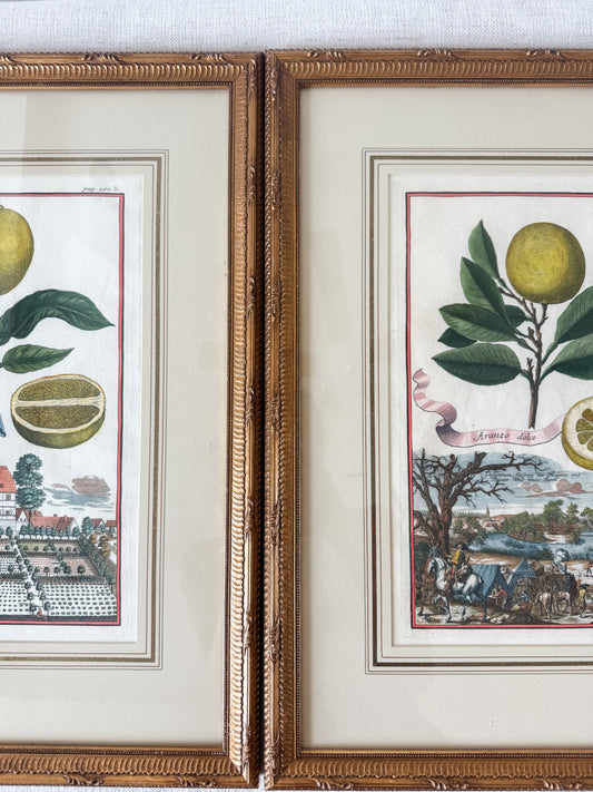 Antique original Johann Christoph Volckamer hand colored engraving