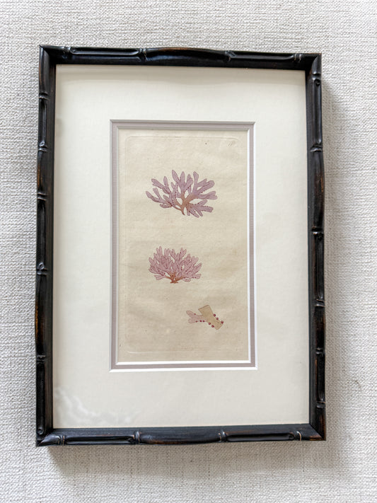 Antique Donovan coral engraving