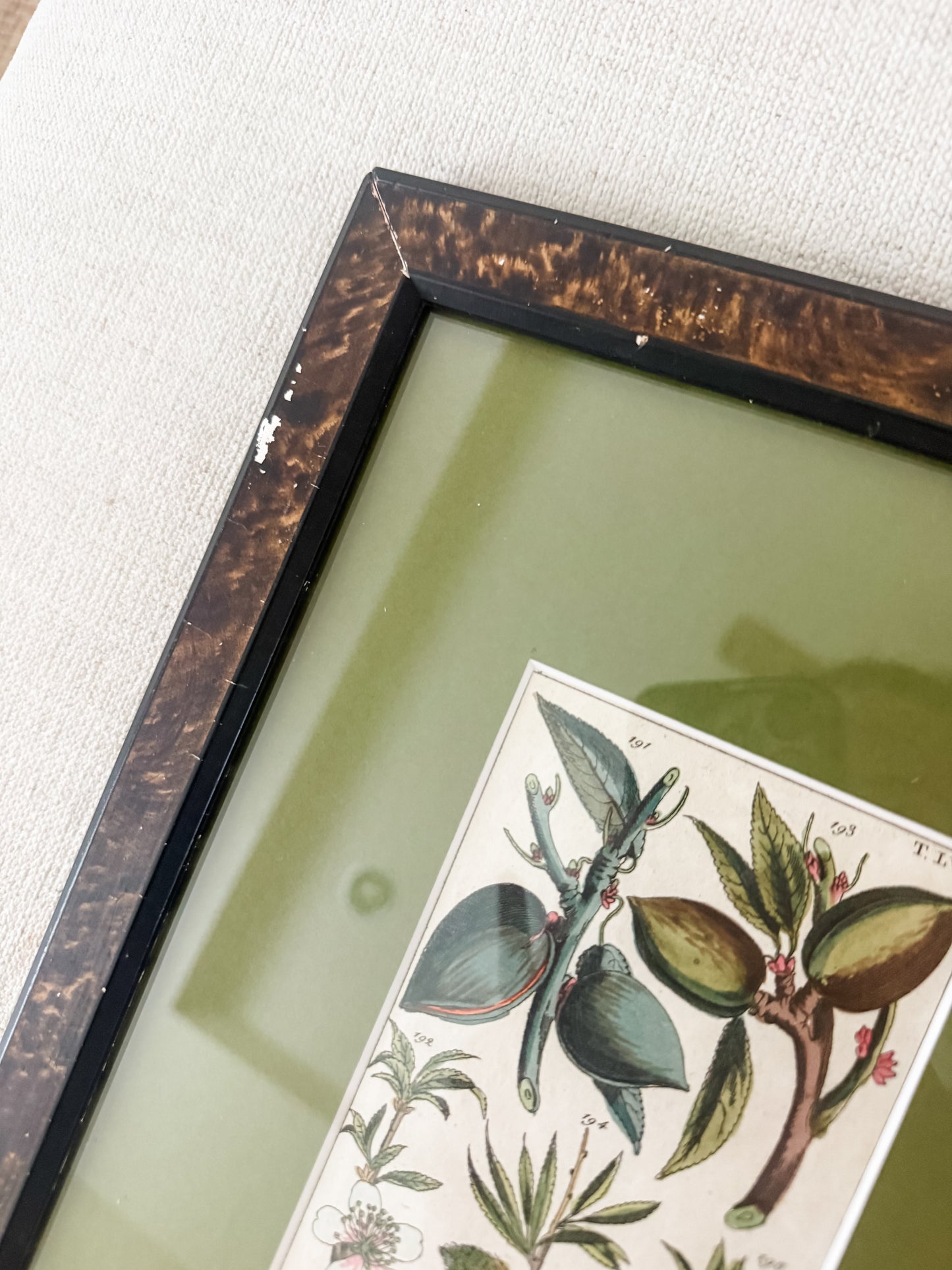 Antique hand colored botanical