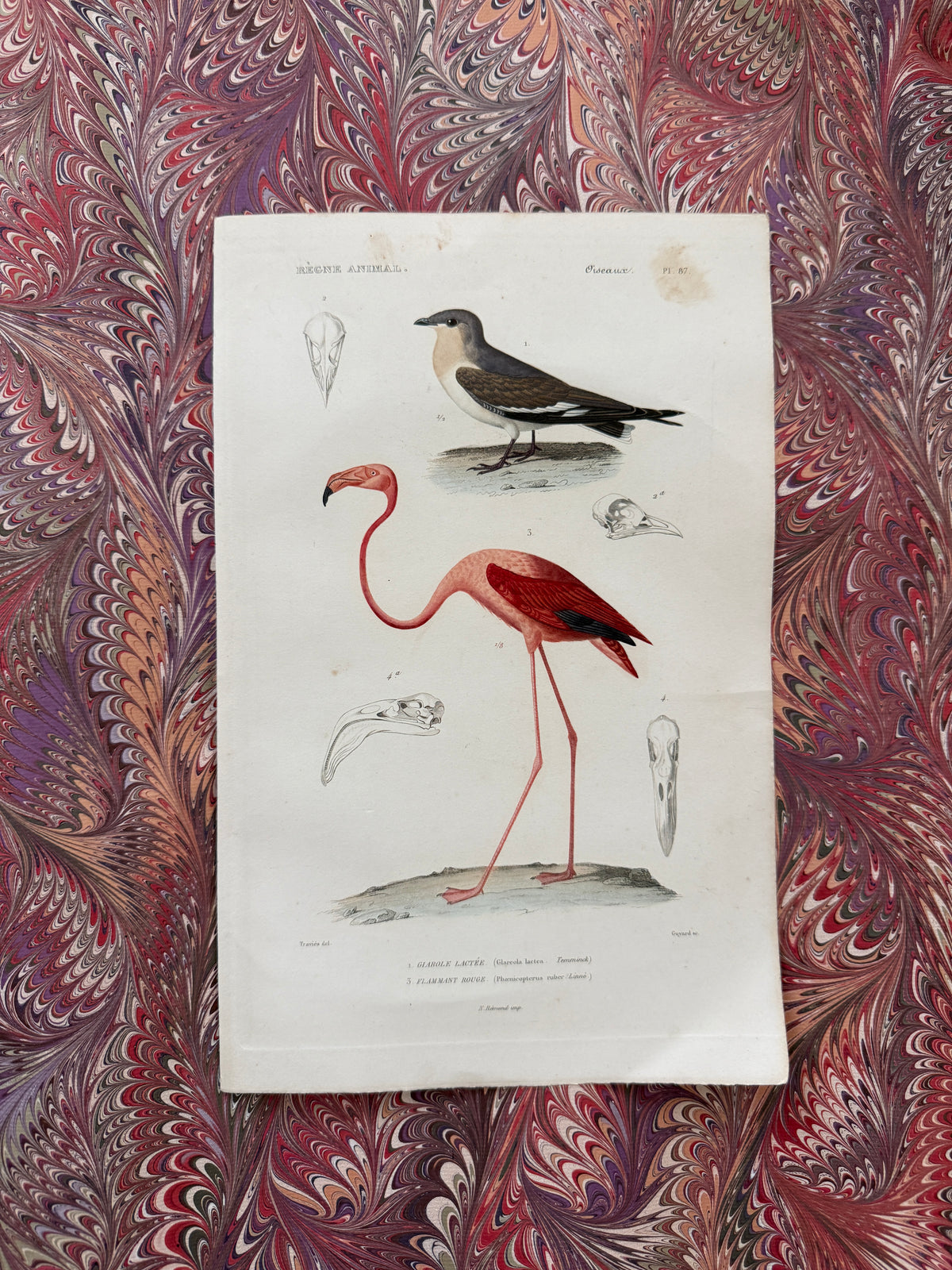 19th century flamingo engraving
