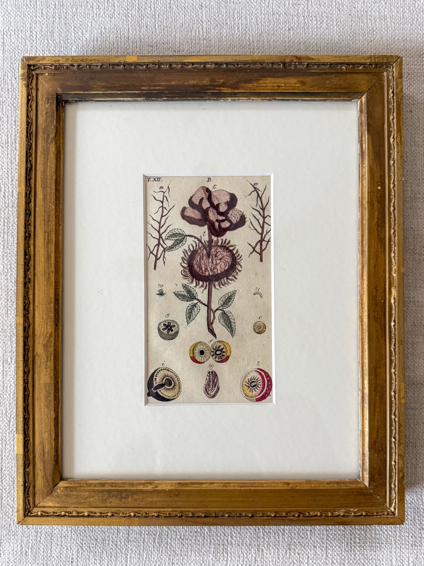Early 19th c. floral copperplate engraving