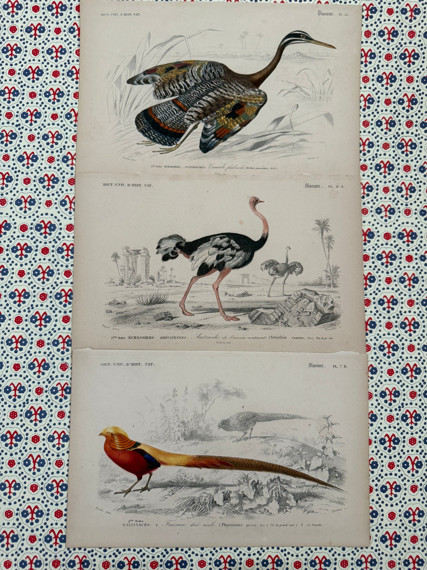 Trio of antique bird prints