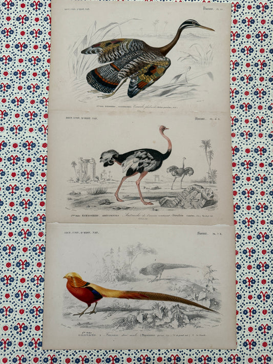 Trio of antique bird prints