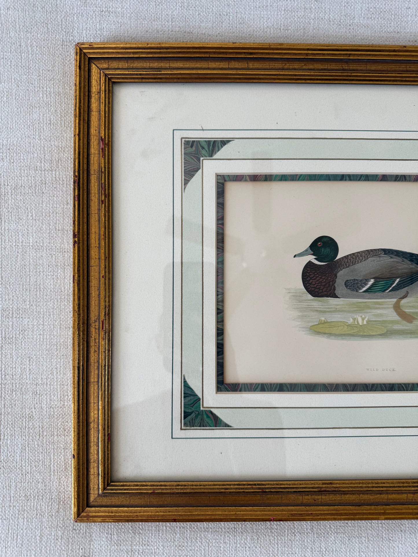 19th c. Hand colored duck engraving