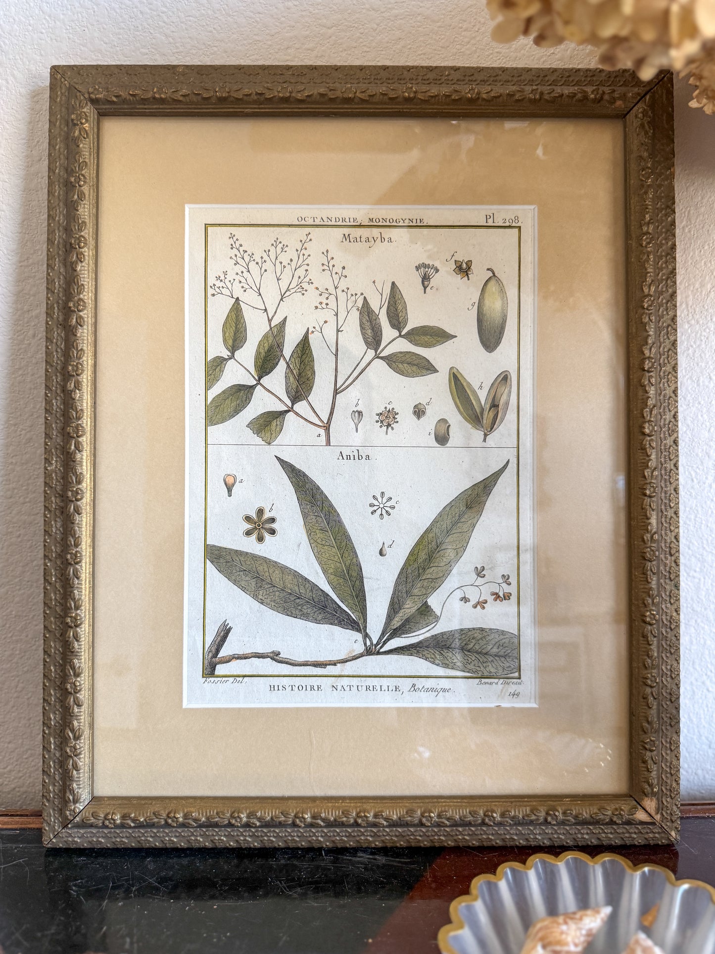 18th century botanical