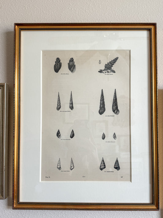 Vintage shell print