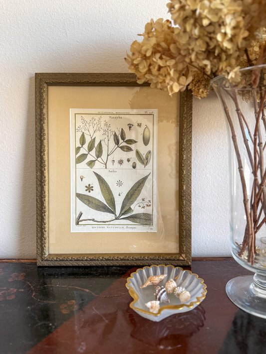 18th century botanical