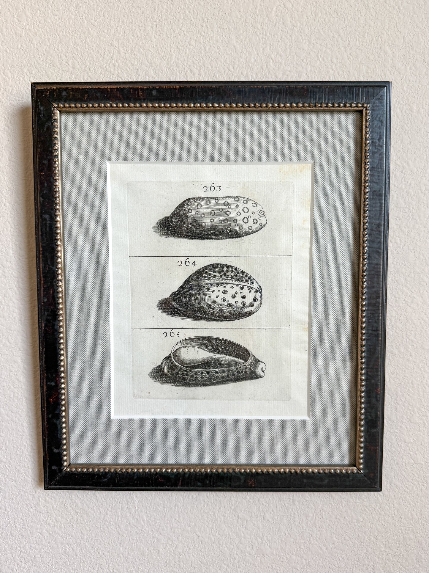 18th century shell engraving