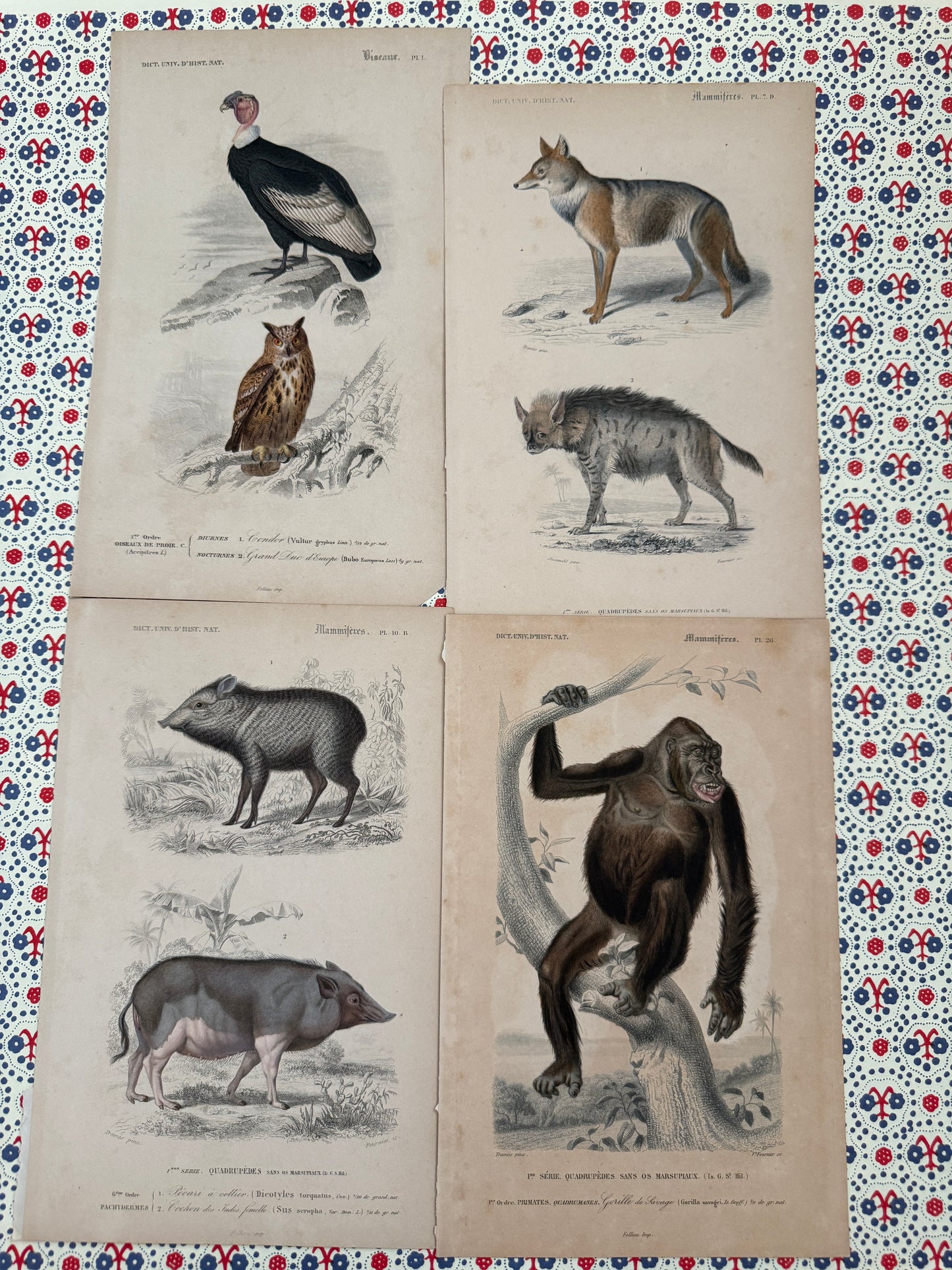 Set of antique animal prints