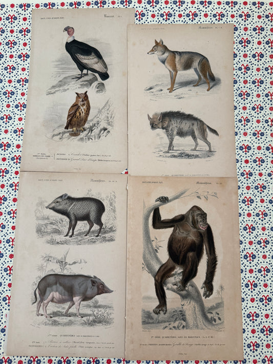Set of antique animal prints