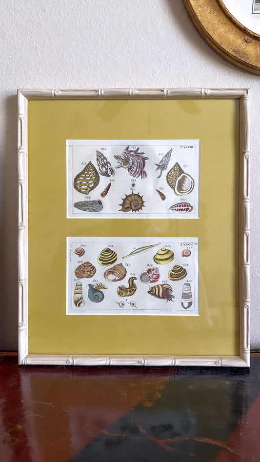 Antique shell engravings