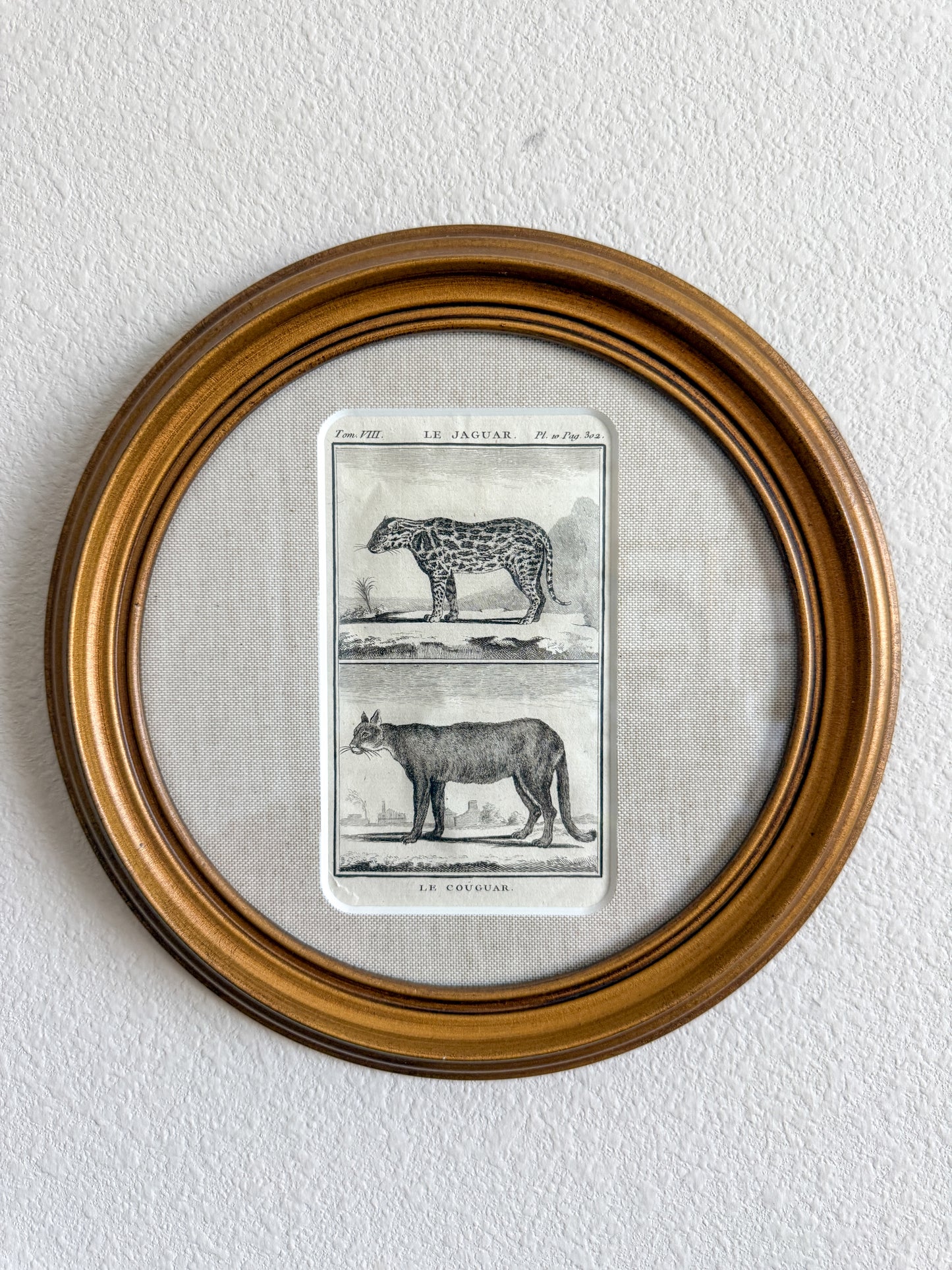 18th c. cougar engraving print