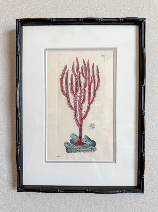 18th century antique hand colored coral engraving