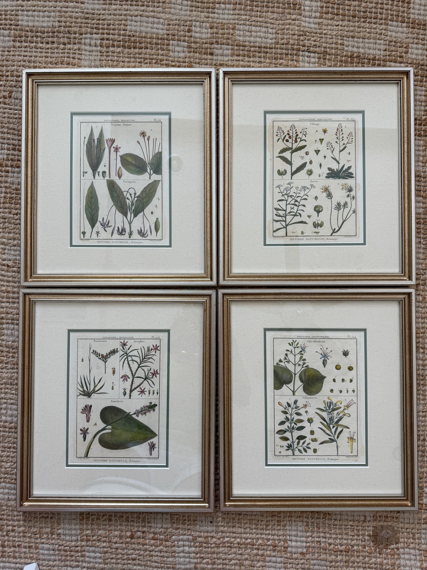 Set of 4 18th Century Botanical Hand Colored Engravings