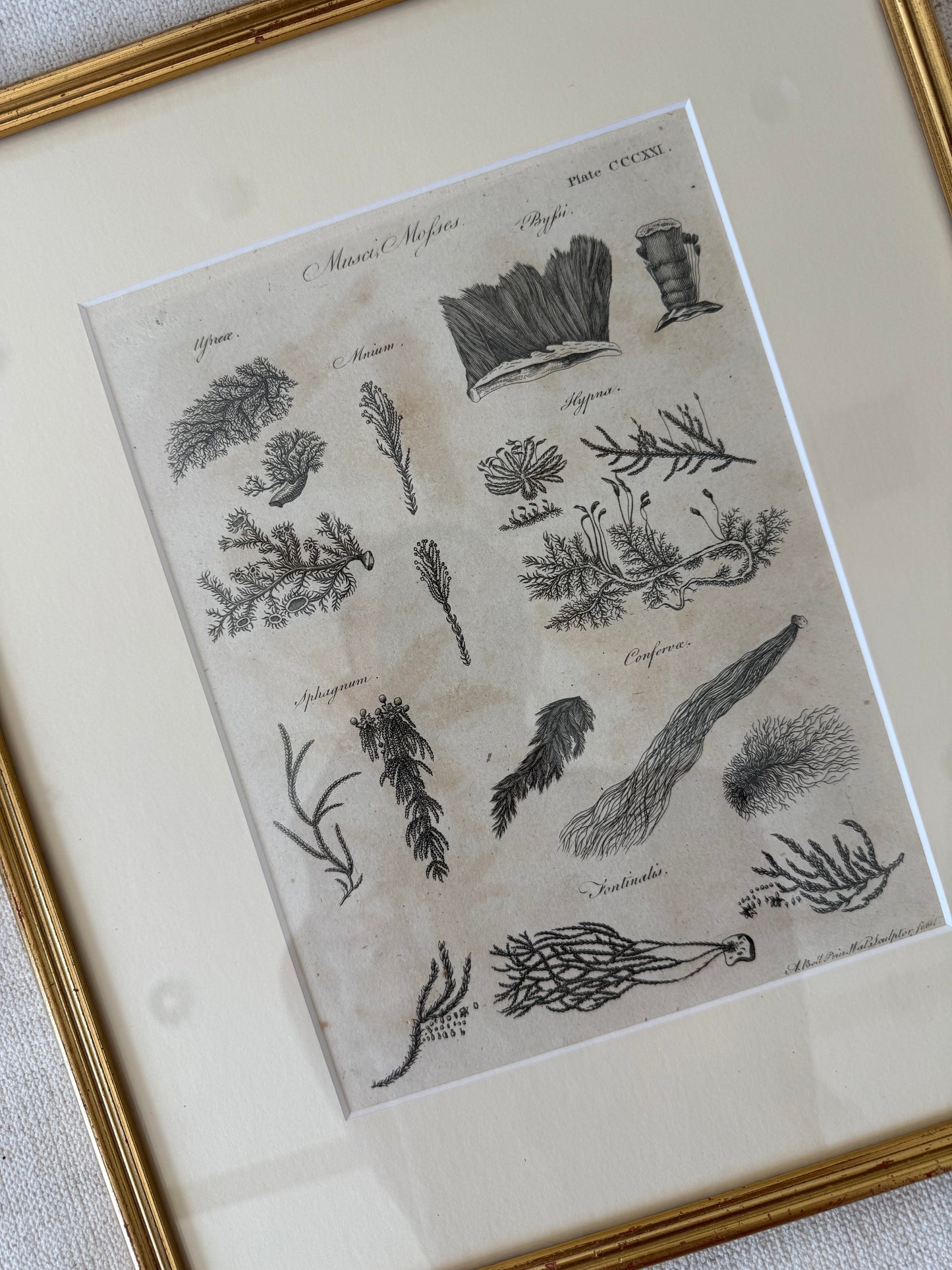 19th c seaweed engraving