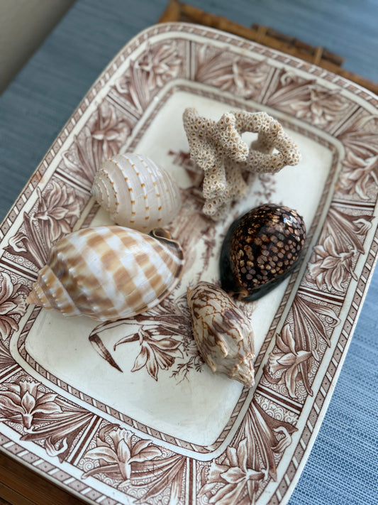 Set of natural shells + coral