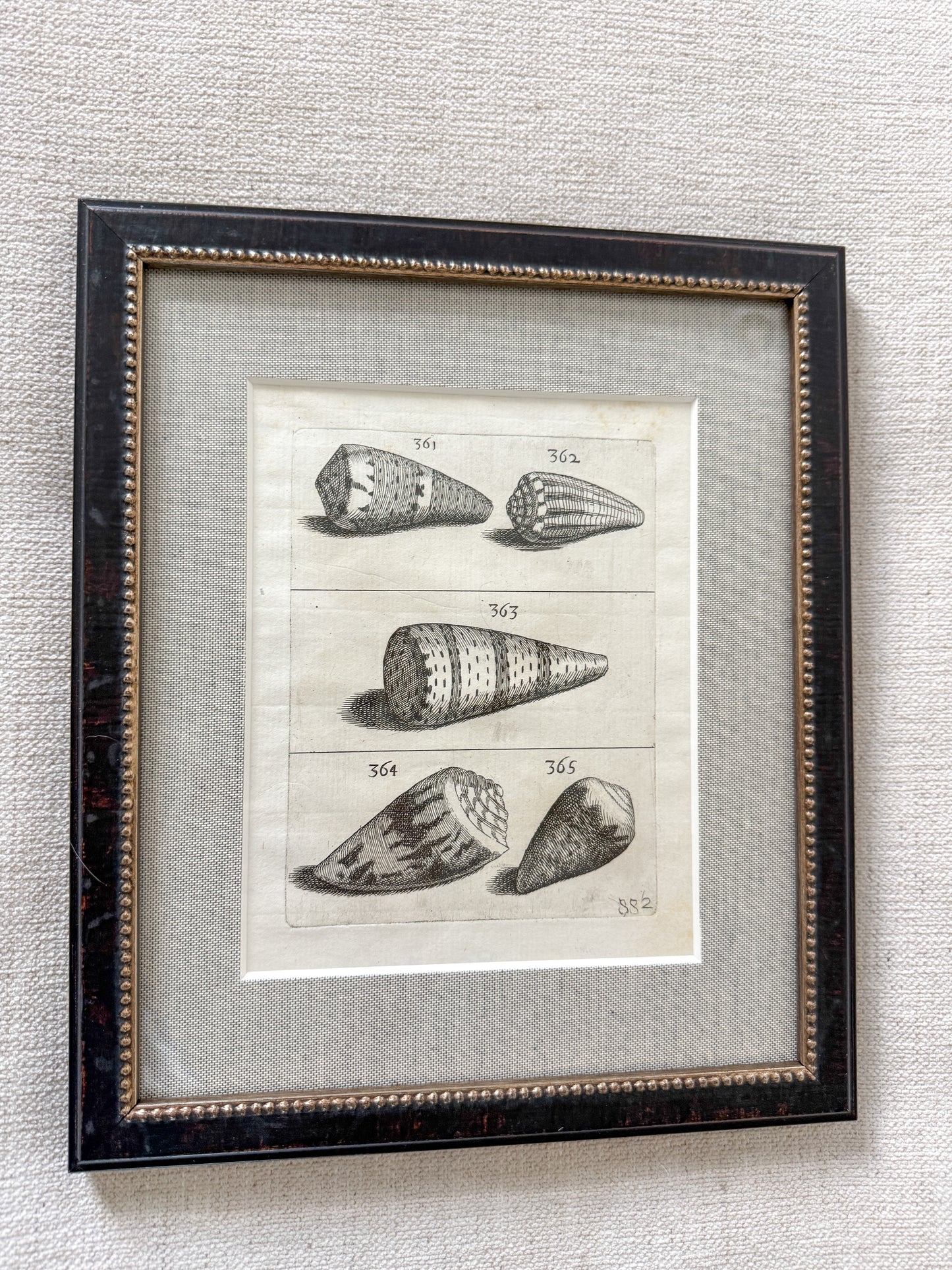 18th century shell trio
